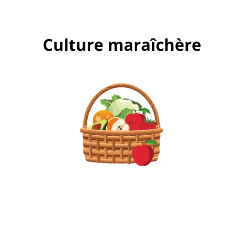 Culture maraîchère