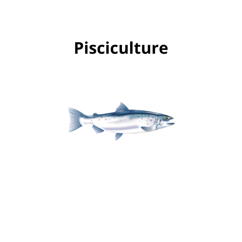 Pisciculture