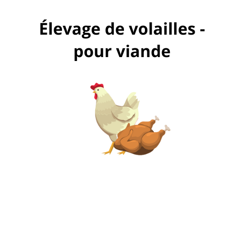 Élevage de volaille - viande