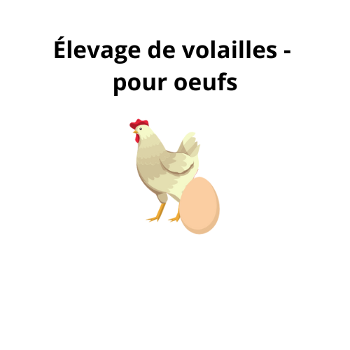 Élevage de volaille - oeuf