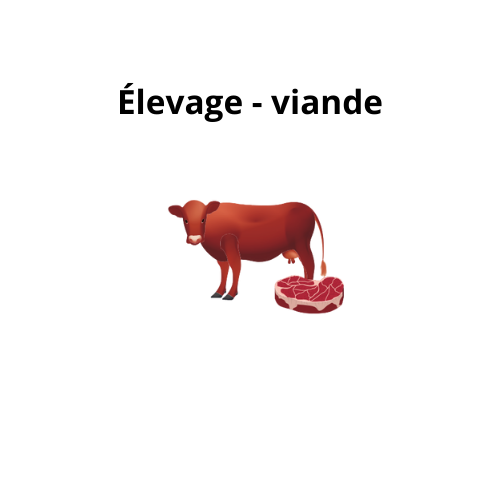 Élevage - viande