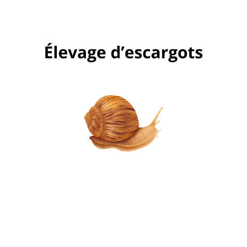 Élevage d'escargots